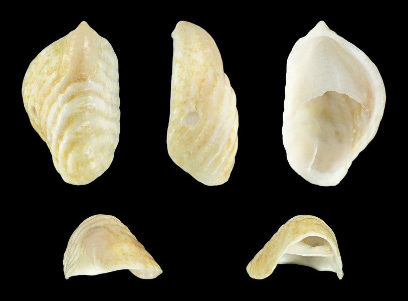 Crepidula spec. 01