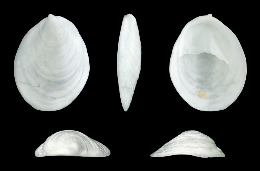 Crepidula unguiformis 01
