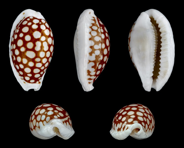 Cribrarula cribraria 01