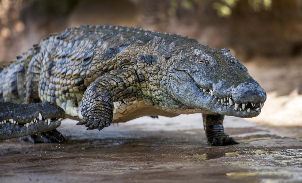Crocodile en mouvement