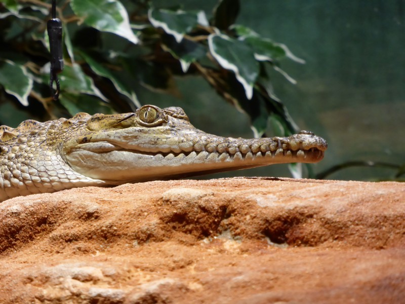 Crocodylus-johnsoni-3