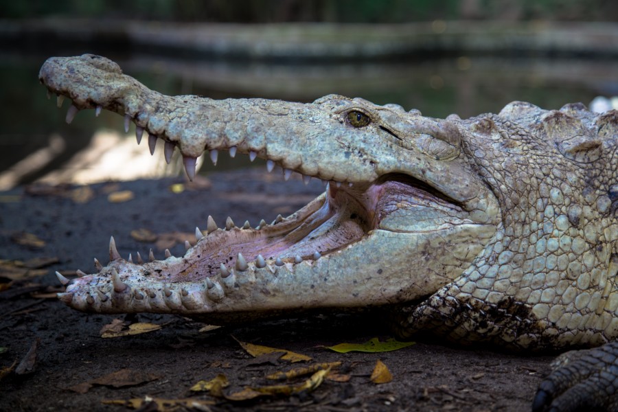 Crocodylus acutus albino