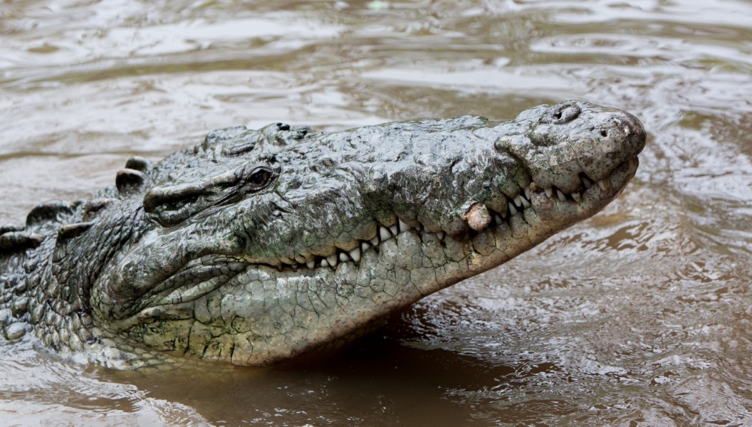 Crocodylus acutus in la manzanilla 2