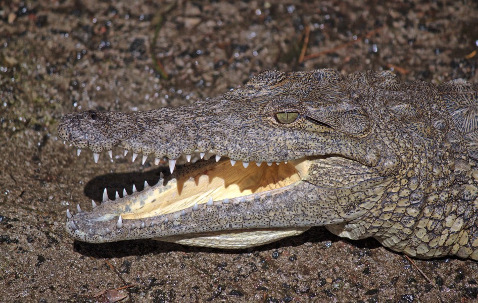 Crocodylus niloticus - Oasis Park - 001