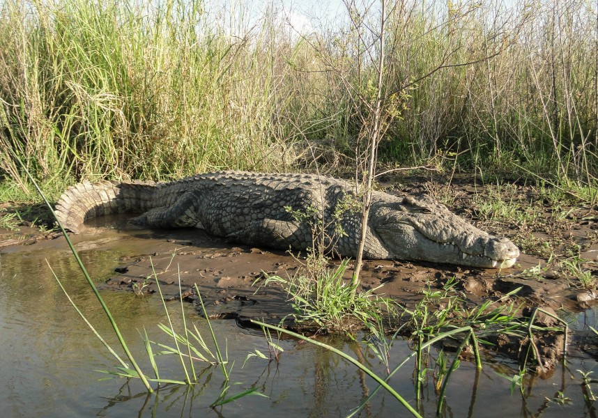 Crocodylus niloticus in Lake Chamo 01