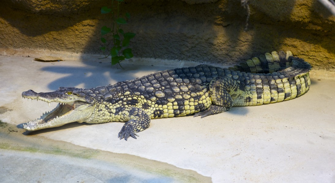 Crocodylus niloticus MNHN