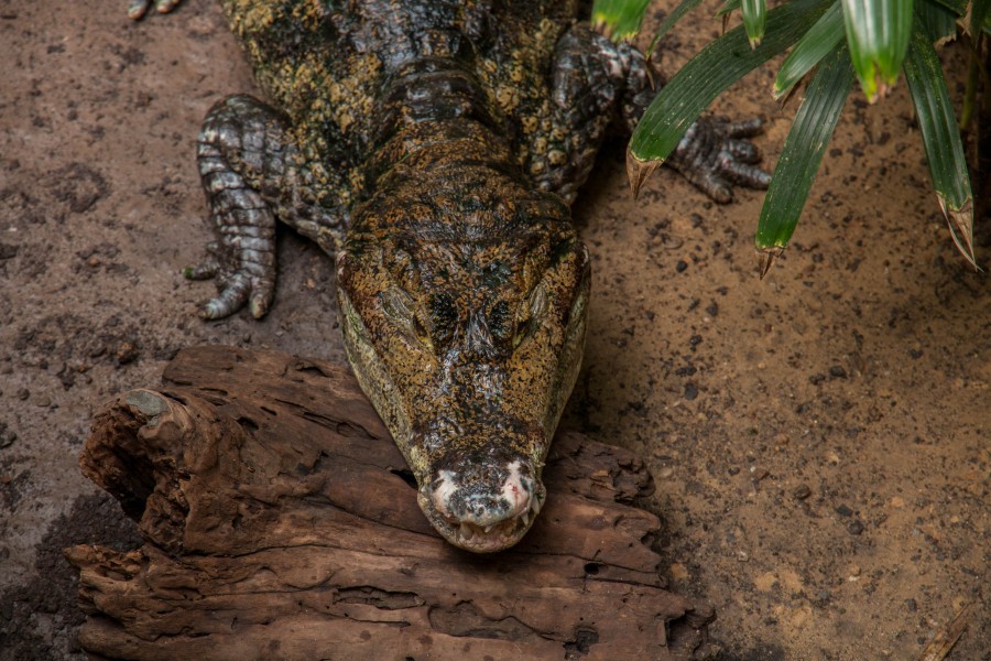 Crocodylus siamensis (Siam-Krokodil)