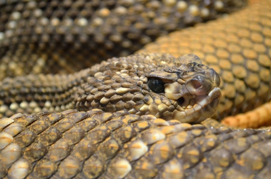 Crotalus durissus (1) - Nantes