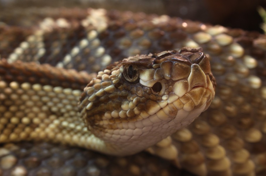 Crotalus durissus durissus Schauerklapperschlange