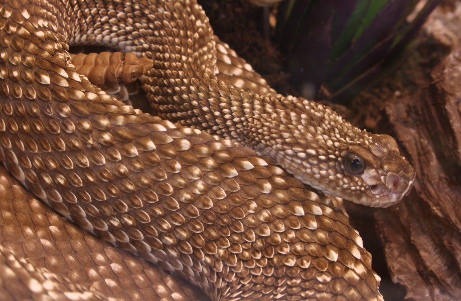 Crotalus durissus vegrandis uracoan klapperschlange