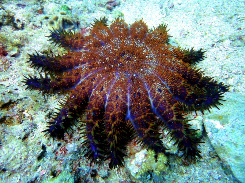 Crown of Thorns Starfish at Malapascuas Island v. II
