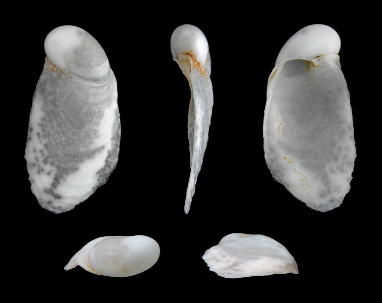 Cryptella canariensis 01