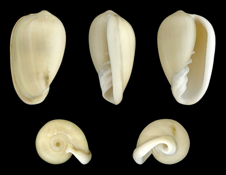 Cryptospira glauca 01