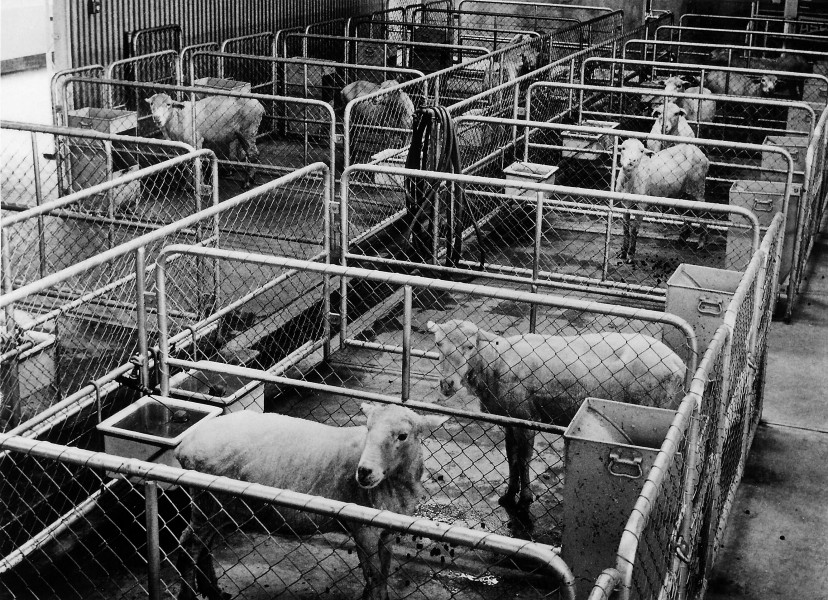 CSIRO ScienceImage 10489 Metabolic studies sheep