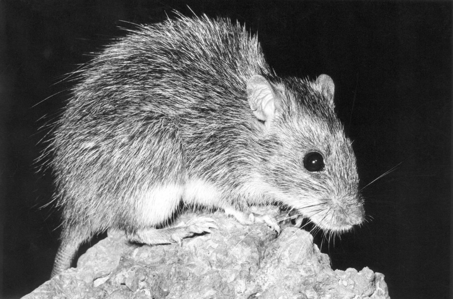 CSIRO ScienceImage 4515 The longhaired rat Rattus villosissimus