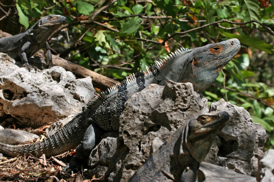 CtenosauraSimilis