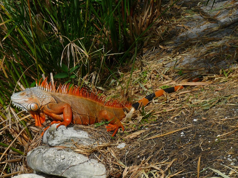 Cuban Iguana full