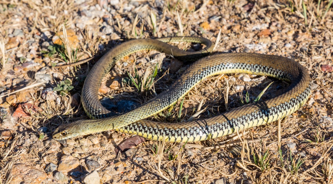 Culebra bastarda (Malpolon monspessulanus), Nigüella, Zaragoza, España, 2017-05-24, DD 07