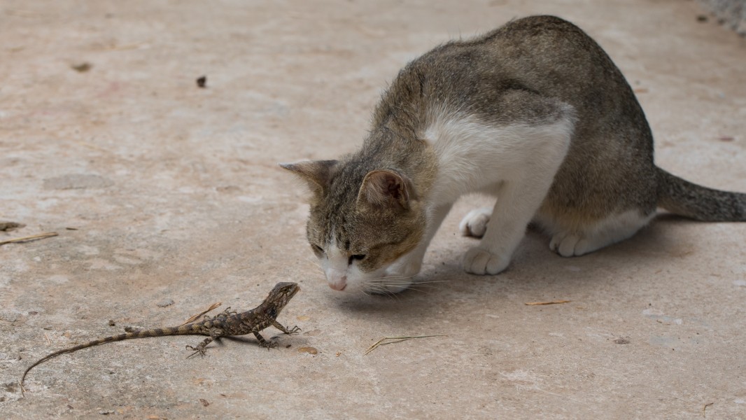 Curious cat starring at a lizard