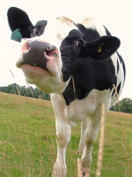 Curious cattle in Dedham, Essex, England, 2007