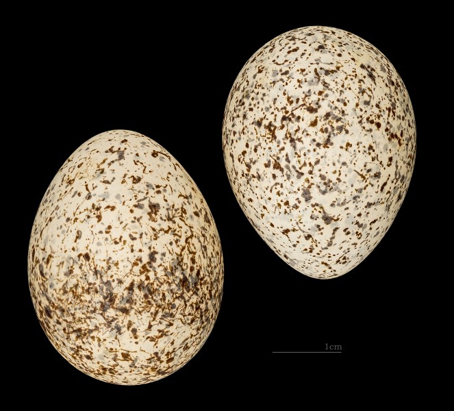 Cursorius cursor MHNT 225 Moularès (Tunisie)