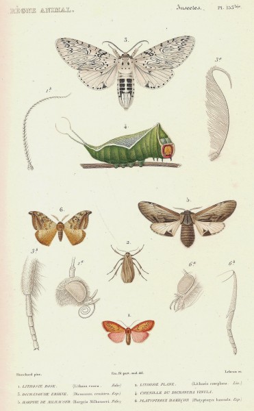 Cuvier-153bis-Dicranoure-Platyptéryx-Harpyie-Lithosie