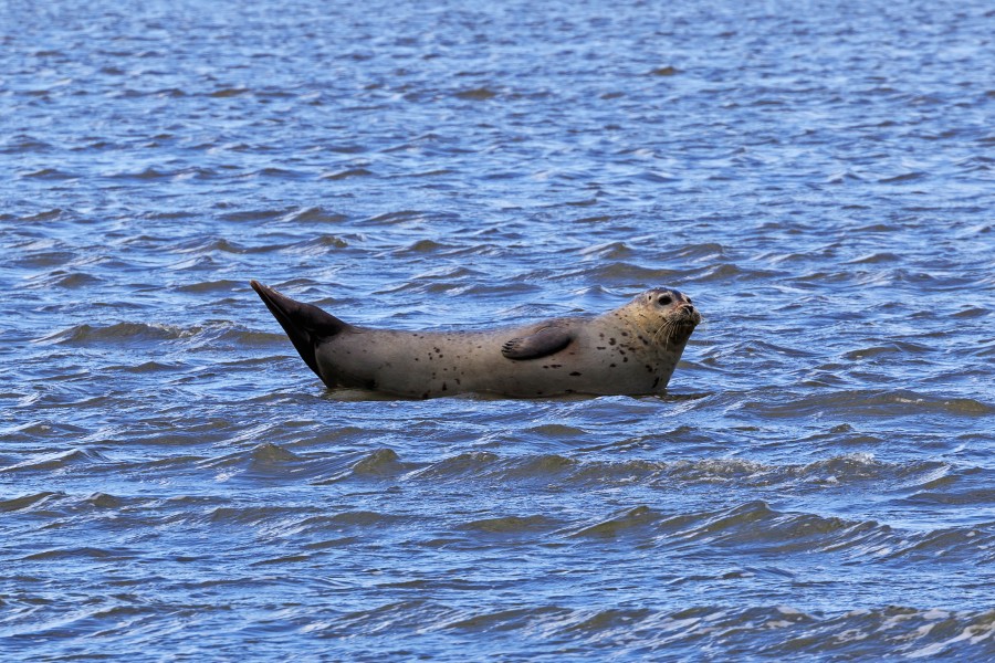 Cuxhaven 07-2016 photo31 Outer Elbe