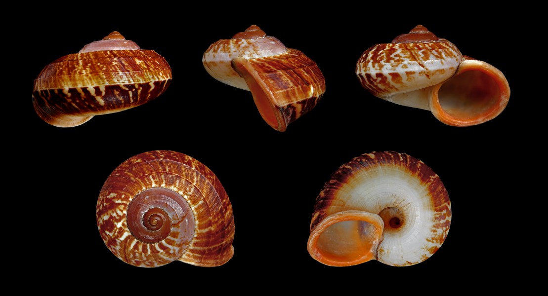 Cyclophorus rafflesi 01