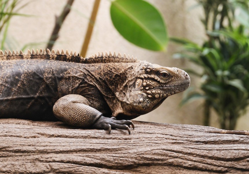 Cyclura nubila July 2015-2