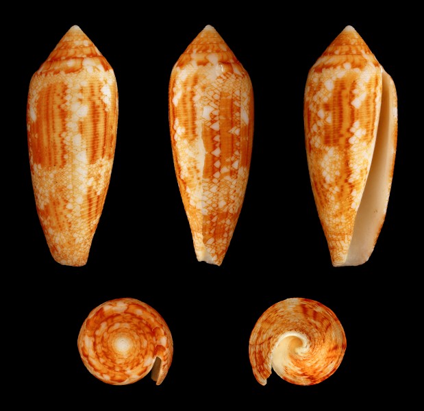 Cylindrus aureus 01