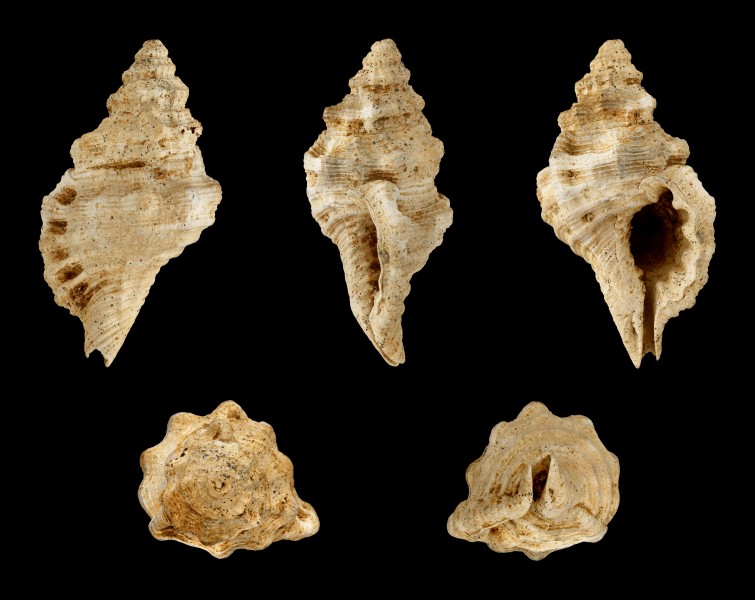 Cymatium doderleini 02