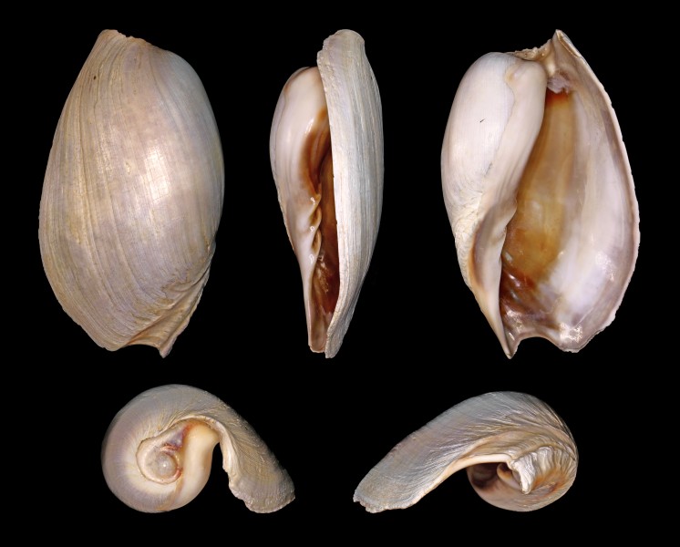 Cymbium marocanus 01