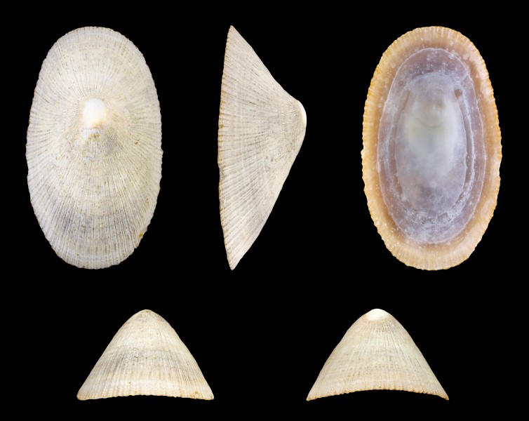 Cymbula compressa 01