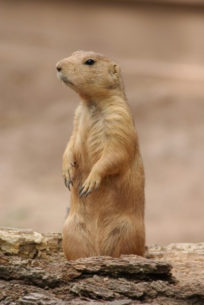 Cynomys ludovicianus01