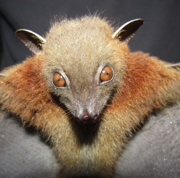 Cynopterus brachyotis - Siau Island