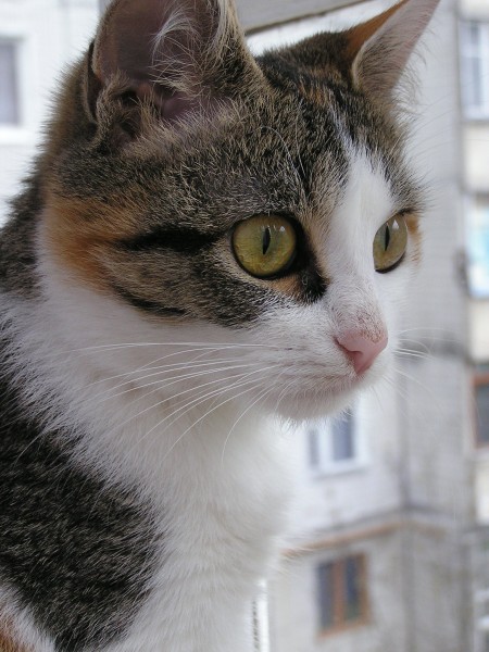 Топа 8