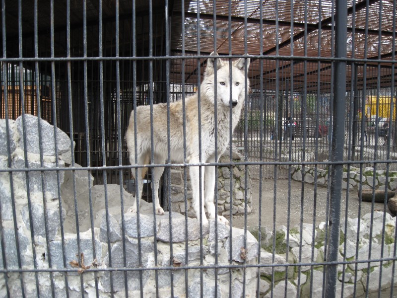 Волк в Харьковском зоопарке