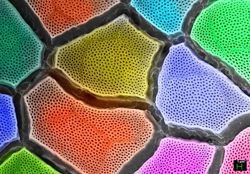 Chameleon skin | Кожа хамелеона