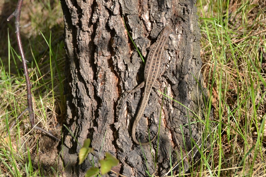 Самка Прыткой ящерицы (Lacerta agilis)
