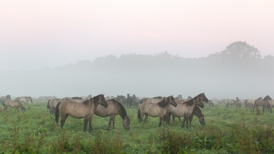 Dülmen, Merfeld, Dülmener Wildpferde in der Wildbahn -- 2016 -- 4189