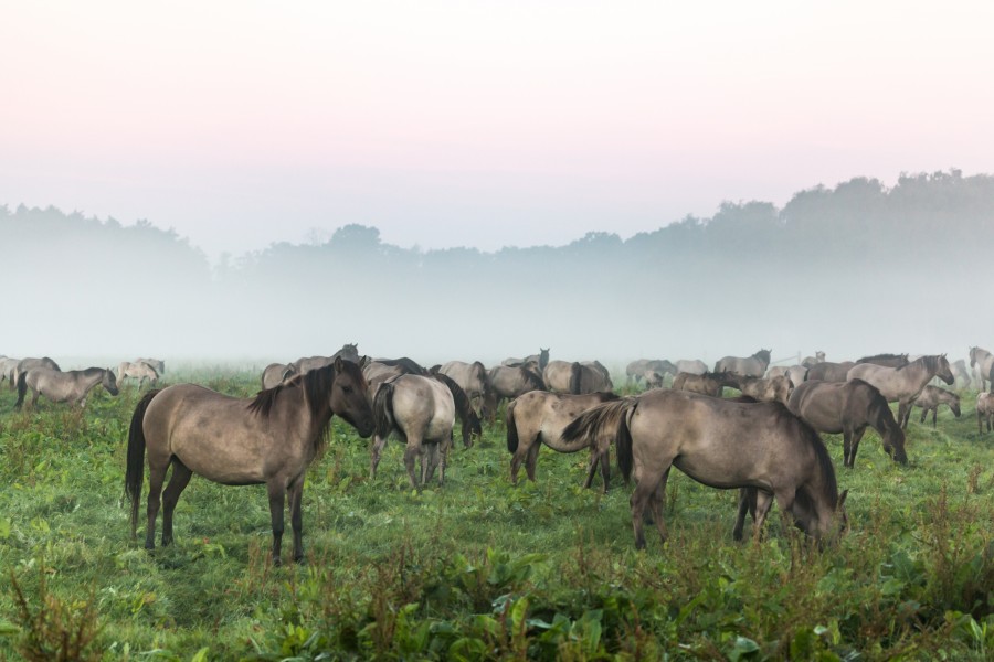 Dülmen, Merfeld, Dülmener Wildpferde in der Wildbahn -- 2016 -- 4195