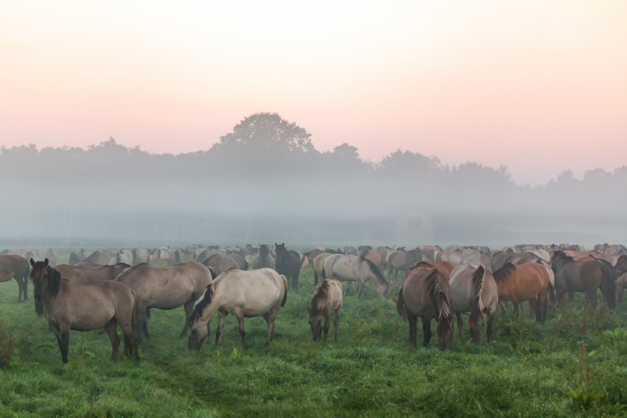 Dülmen, Merfeld, Dülmener Wildpferde in der Wildbahn -- 2016 -- 4201