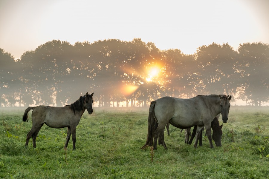 Dülmen, Merfeld, Dülmener Wildpferde in der Wildbahn -- 2016 -- 4229
