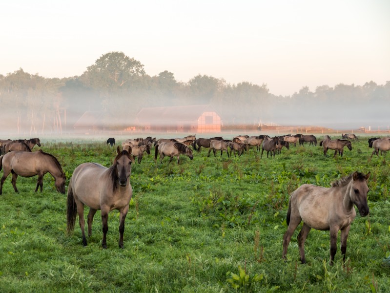 Dülmen, Merfeld, Dülmener Wildpferde in der Wildbahn -- 2016 -- 4236