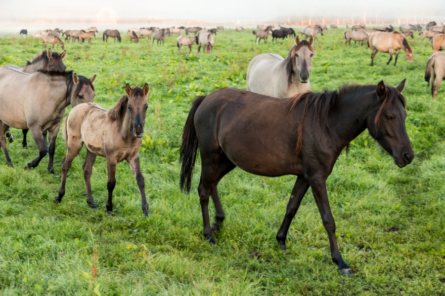 Dülmen, Merfeld, Dülmener Wildpferde in der Wildbahn -- 2016 -- 4238