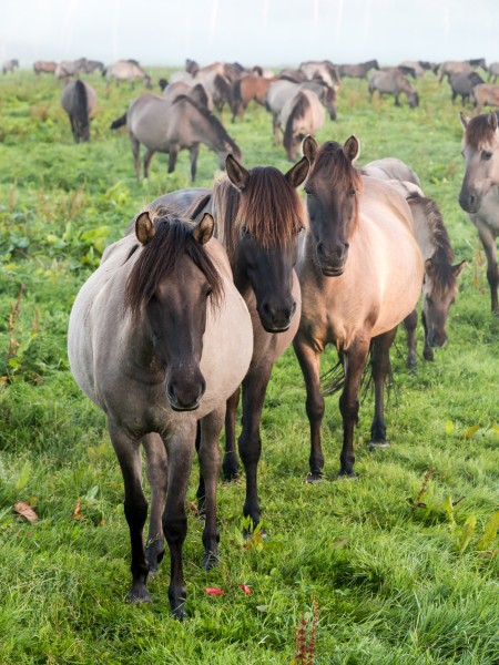 Dülmen, Merfeld, Dülmener Wildpferde in der Wildbahn -- 2016 -- 4244