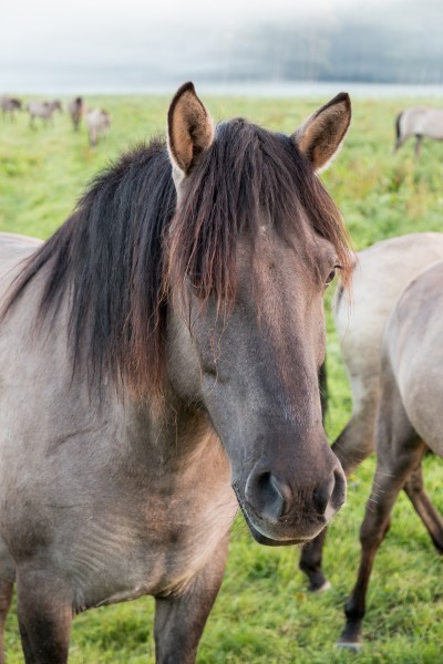 Dülmen, Merfeld, Dülmener Wildpferde in der Wildbahn -- 2016 -- 4252