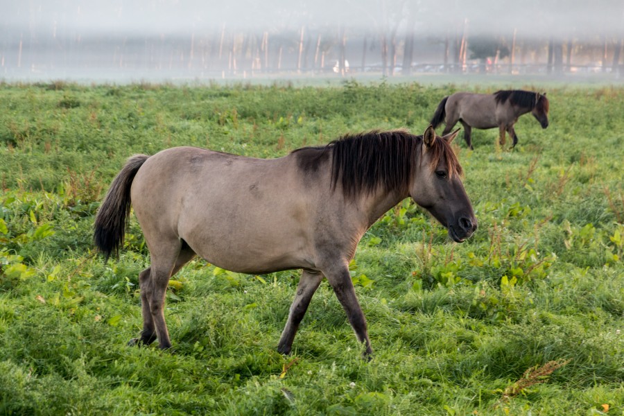 Dülmen, Merfeld, Dülmener Wildpferde in der Wildbahn -- 2016 -- 4268