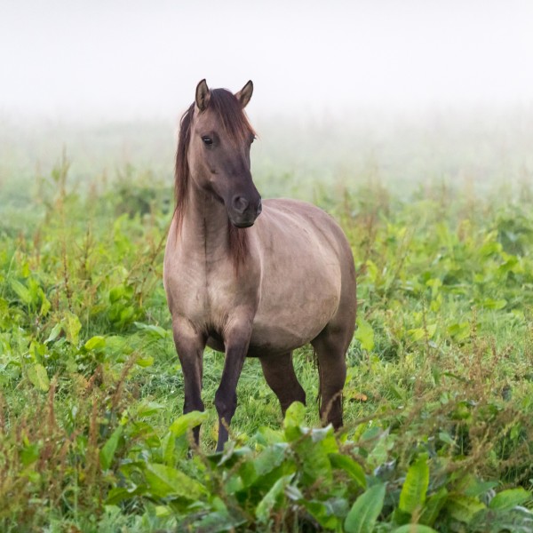 Dülmen, Merfeld, Dülmener Wildpferde in der Wildbahn -- 2016 -- 4718
