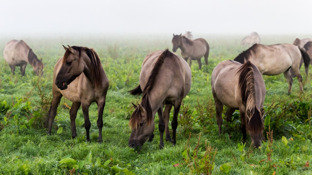 Dülmen, Merfeld, Dülmener Wildpferde in der Wildbahn -- 2016 -- 4725